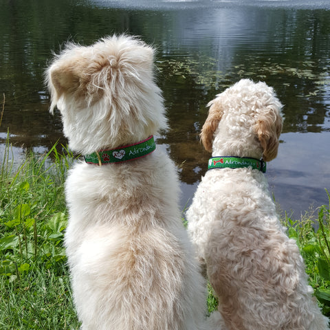 Adirondack Dog Collar